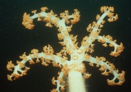 海珊瑚图片