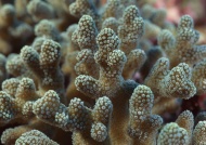 珊瑚特写图片
