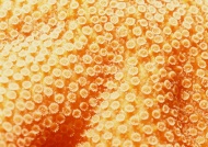 海菊花图片