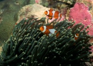 珊瑚鱼群图片