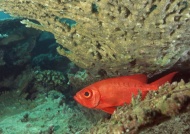 深海红鱼图片