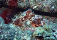 海珊瑚图片