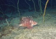 深海鱼图片