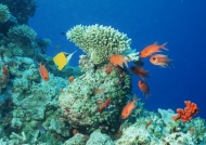 珊瑚鱼图片