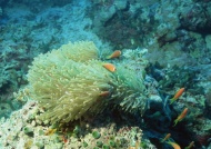 珊瑚图片