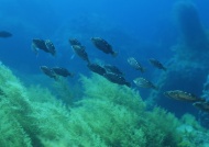 深海鱼群图片