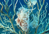海树珊瑚图片