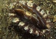 海底生物图片