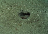 洞里的海鱼图片