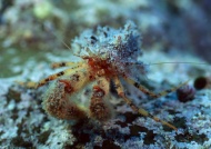 海底蟹图片