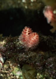 深海生物图片