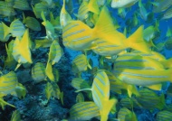 热带鱼群图片