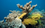 美丽珊瑚图片