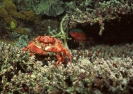 海底螃蟹图片