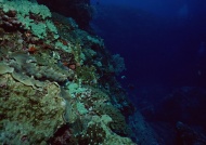 深海珊瑚虫图片
