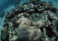 珊瑚礁石图片