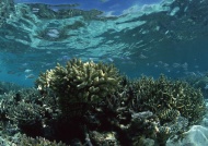 珊瑚摄影图片