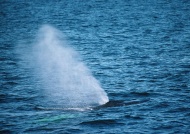 喷水鲸鱼图片