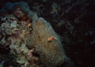 珊瑚与鱼图片
