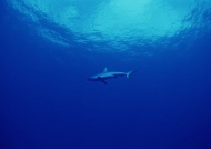 鲨鱼摄影图片