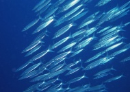 海洋鱼群图片