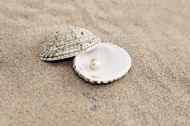 扇贝珍珠沙滩图片