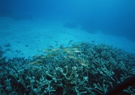 珊瑚鱼群图片