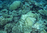 珊瑚礁石图片
