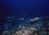 深海墨鱼图片