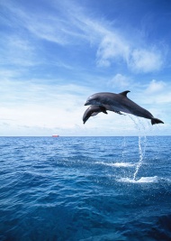 海豚海洋动物图片