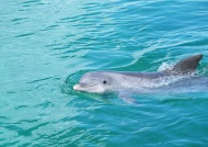 海豚海洋动物图片