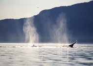 喷水鲸鱼图片
