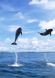 海豚表演图片
