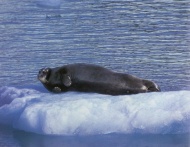 海狮海豹海洋动物图片