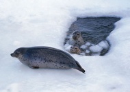 海狮海豹图片