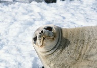 海狮海豹图片