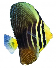 热带鱼图片