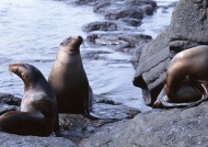 海狮海豹海洋动物图片