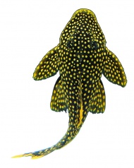 热带鱼海洋生物图片