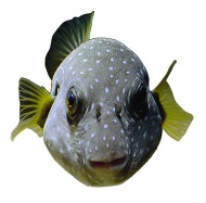 海洋生物热带鱼图片
