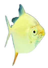 热带鱼类图片