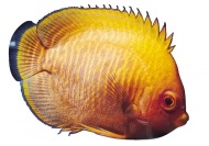 海洋生物热带鱼图片