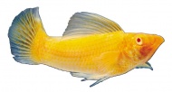 热带鱼海洋生物图片