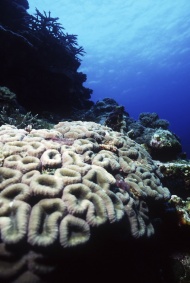 珊瑚海底生物图片