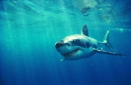 海底动物大鲨鱼图片