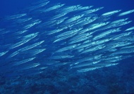 海底世界鱼图片