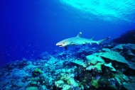 海底动物鲨鱼图片