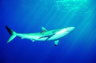 海底动物鲨鱼图片
