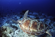 海底动物大海龟图片