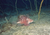 海底鱼图片